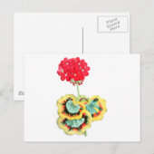 Pelargonium, Trikolore, Meteor Postkarte (Vorne/Hinten)
