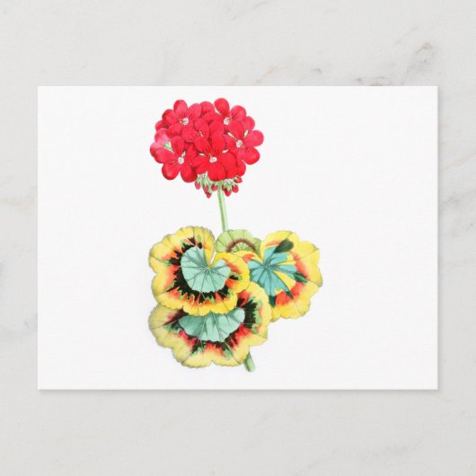 Pelargonium, Trikolore, Meteor Postkarte (Vorderseite)