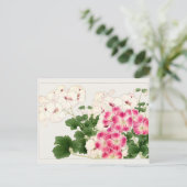 Pelargonium von Tanigami Konan Postkarte (Stehend Vorderseite)