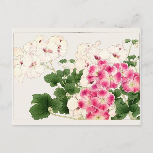 Pelargonium von Tanigami Konan Postkarte (Vorderseite)