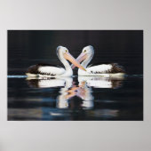 Pelecanus Conspicillatus Poster (Vorne)