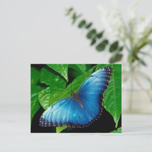 Peleides Blue Morpho (Morpho peleides) Postkarte (Stehend Vorderseite)
