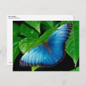 Peleides Blue Morpho (Morpho peleides) Postkarte (Vorne/Hinten)