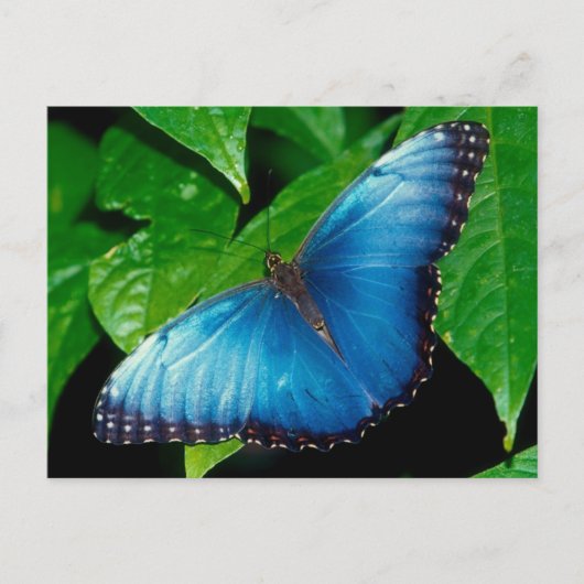 Peleides Blue Morpho (Morpho peleides) Postkarte (Vorderseite)
