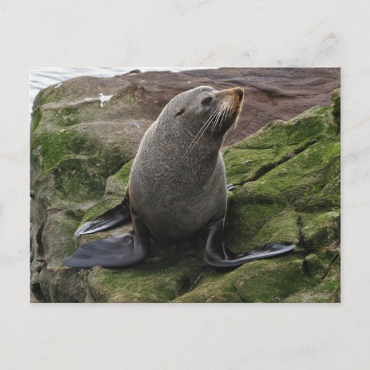 Peles Siegel auf Steinen Postkarte (Vorderseite)