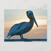 Pelican Alone/ Post Card Postkarte (Vorderseite)