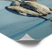 Pelican an einem Florida Beach Poster Print (Ecke)