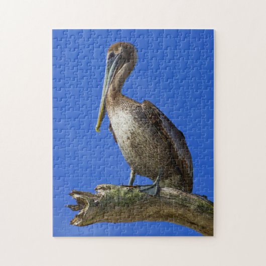 Pelican an einem Puzzle (Vertikal)