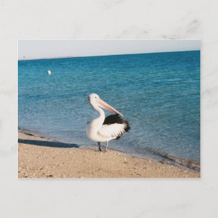 Pelican at Monkey Mia, Western Australien. Postkarte
