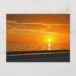 Pelican at Orange Florida Sunset Postkarte