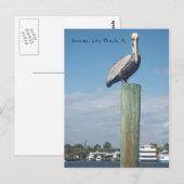 Pelican at Panama City Beach, FL Postkarte (Vorne/Hinten)