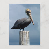 Pelican auf einem Piling 1. Postkarte (Vorderseite)