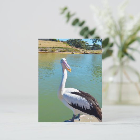 Pelican Back Chat, Postcard Postkarte (Stehend Vorderseite)