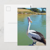 Pelican Back Chat, Postcard Postkarte (Vorne/Hinten)
