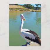 Pelican Back Chat, Postcard Postkarte (Vorderseite)