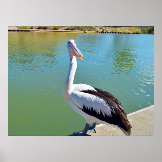 Pelican Back Chat, Wall Poster (Vorne)