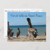Pelican Beach Bums Postkarte (Vorne/Hinten)