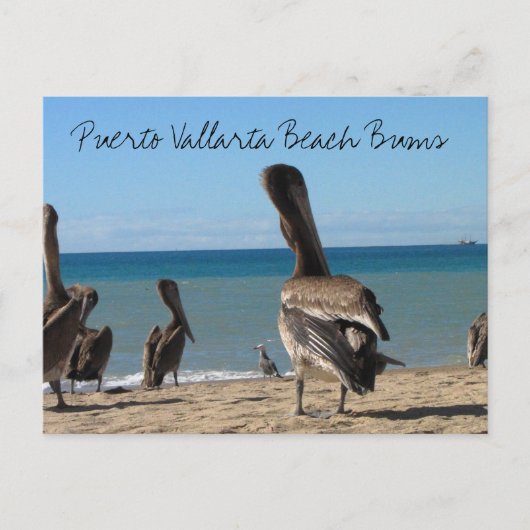 Pelican Beach Bums Postkarte (Vorderseite)