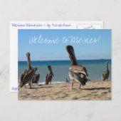 Pelican Beach Bums Postkarte (Vorne/Hinten)