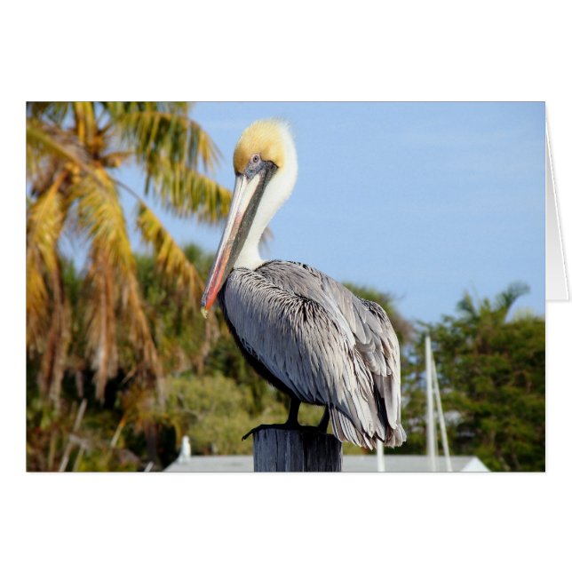 Pelican bei Jug Creek (Vorderseite (Horizontal))