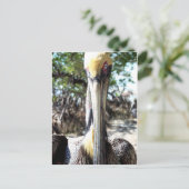 Pelican Bird Sanctuary Key Largo, Florida Postcard Postkarte (Stehend Vorderseite)