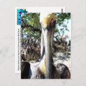 Pelican Bird Sanctuary Key Largo, Florida Postcard Postkarte (Vorne/Hinten)