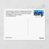 Pelican Bird Sanctuary Key Largo, Florida Postcard Postkarte (Rückseite)