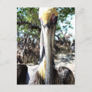 Pelican Bird Sanctuary Key Largo, Florida Postcard Postkarte