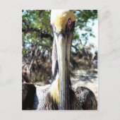 Pelican Bird Sanctuary Key Largo, Florida Postcard Postkarte (Vorderseite)