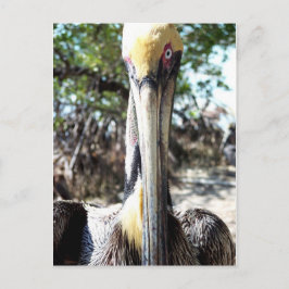 Pelican Bird Sanctuary Key Largo, Florida Postcard Postkarte