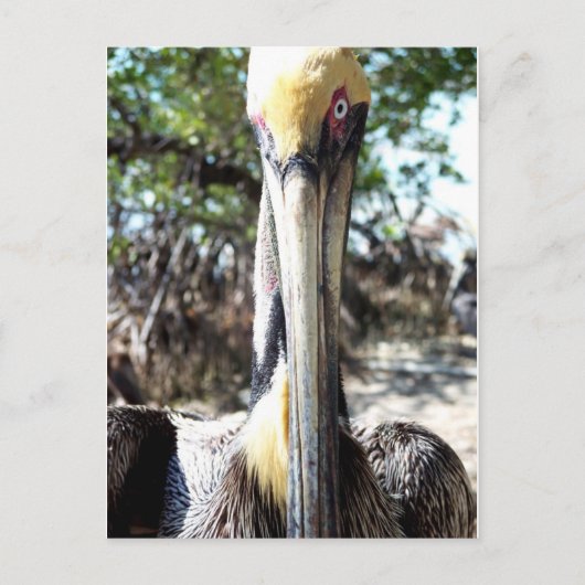 Pelican Bird Sanctuary Key Largo, Florida Postcard Postkarte (Vorderseite)