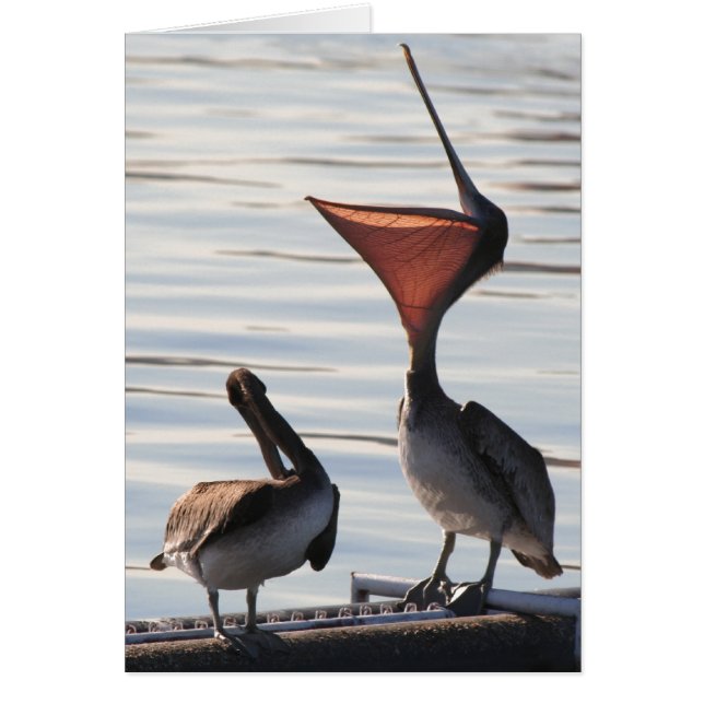 Pelican Birds Wildlife Animals (Vorne)