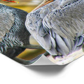 PELICAN BOGO COVE POSTER (Ecke)