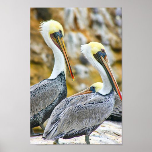 PELICAN BOGO COVE POSTER (Vorne)
