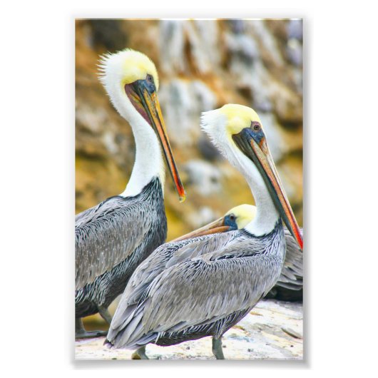 PELICAN BOGO FOTODRUCK (Vorne)