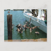 Pelican Brunch Postcard Postkarte (Vorderseite)
