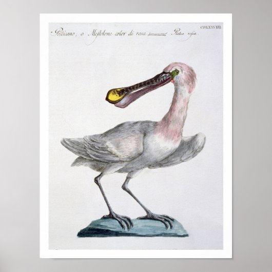 Pelican, c.1767-76 (handfarbene Gravur) Poster (Vorne)