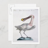 Pelican, c.1767-76 (handfarbene Gravur) Postkarte (Vorne/Hinten)