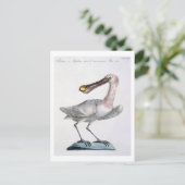 Pelican, c.1767-76 (handfarbene Gravur) Postkarte (Stehend Vorderseite)