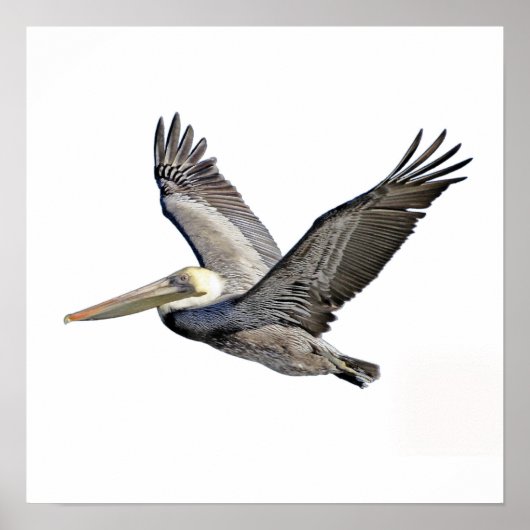 Pelican Clear Poster (Vorne)