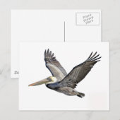 Pelican Clear Postkarte (Vorne/Hinten)