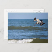 Pelican Diving Postcard Postkarte (Vorne/Hinten)
