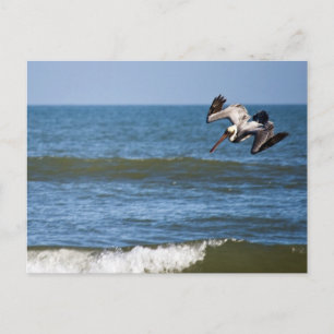 Pelican Diving Postcard Postkarte