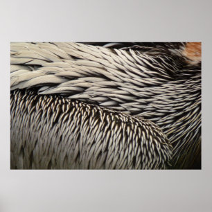 Pelican Feathers Abstrakt Nature Fotografy Poster