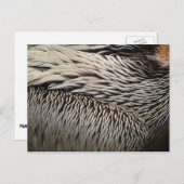 Pelican Feathers Abstrakt Nature Fotografy Postkarte (Vorne/Hinten)