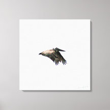 Pelican Flight | FT. Myers, FL | 24x24 Leinwand