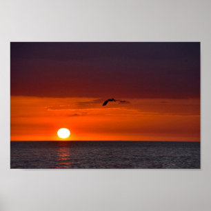 Pelican Flying at Sunset Poster
