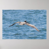 Pelican Flying Low Poster (Vorne)