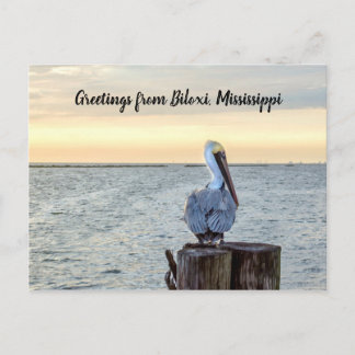 Pelican Greetings Postcard Postkarte