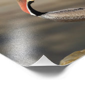 Pelican Head Fotodruck (Ecke)